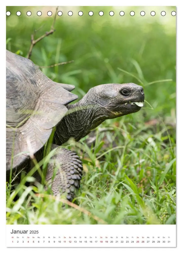 Bild: 9783435977918 | Galapagos - Atemberaubende Tierwelt (Tischkalender 2025 DIN A5...