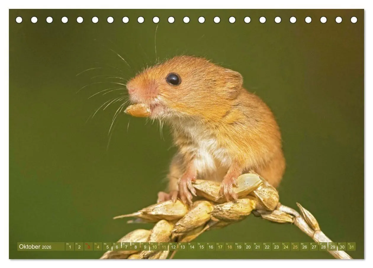 Bild: 9783516668018 | Zauberhafte Mäuse: Von wegen nur Grau (Tischkalender 2026 DIN A5...