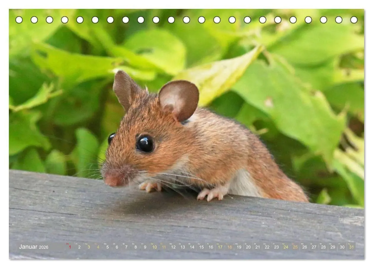 Bild: 9783516668018 | Zauberhafte Mäuse: Von wegen nur Grau (Tischkalender 2026 DIN A5...