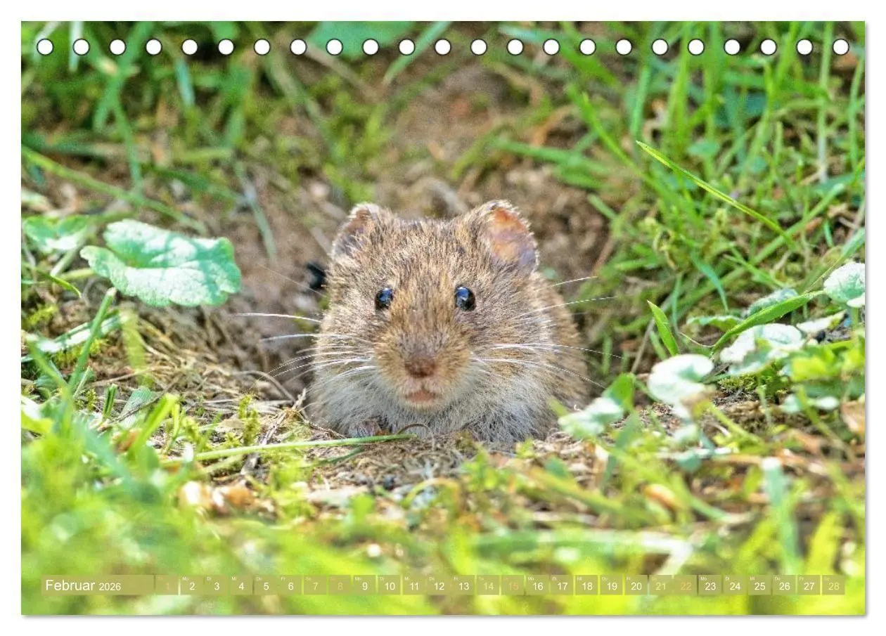 Bild: 9783516668018 | Zauberhafte Mäuse: Von wegen nur Grau (Tischkalender 2026 DIN A5...