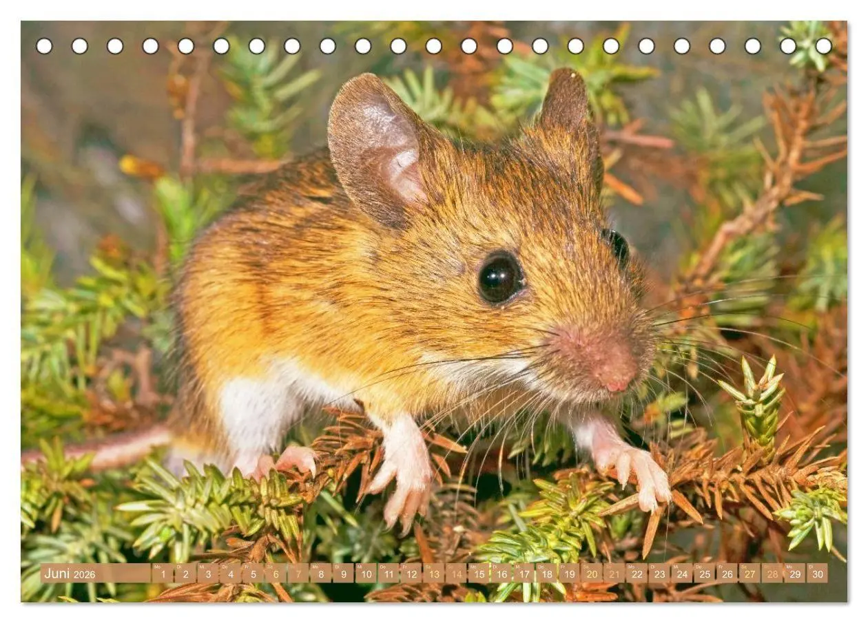 Bild: 9783516668018 | Zauberhafte Mäuse: Von wegen nur Grau (Tischkalender 2026 DIN A5...