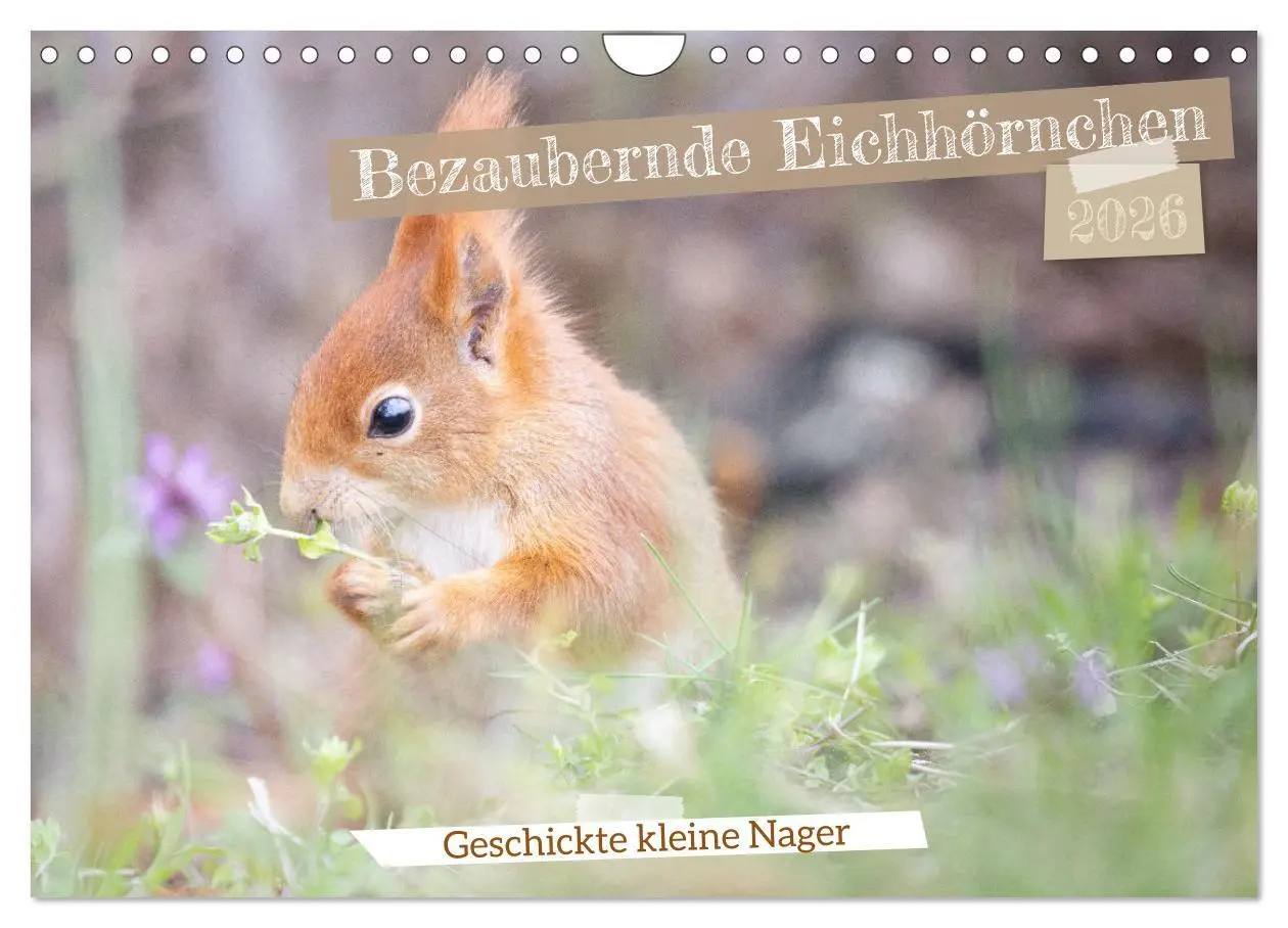Cover: 9783457328118 | Bezaubernde Eichhörnchen (Wandkalender 2026 DIN A4 quer), CALVENDO...