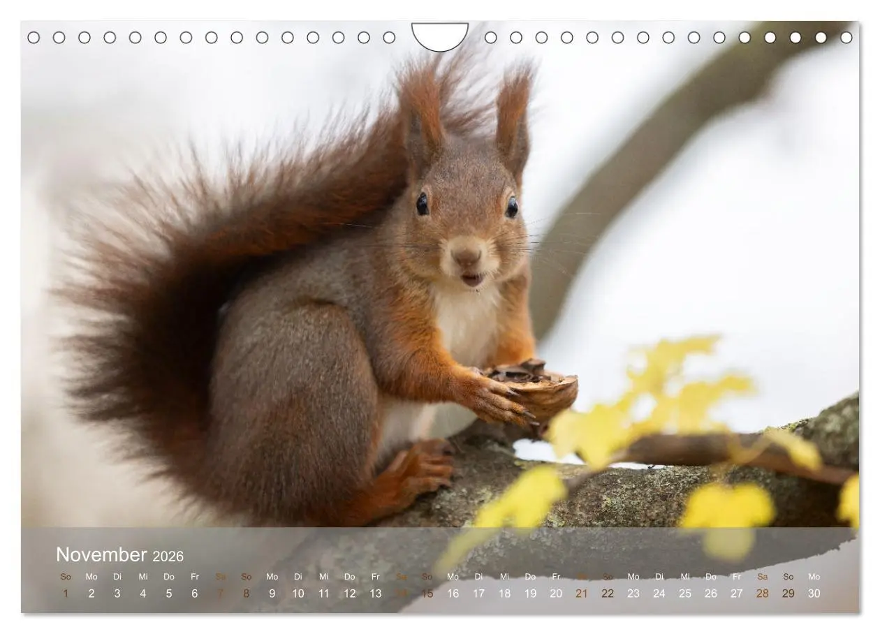Bild: 9783457328118 | Bezaubernde Eichhörnchen (Wandkalender 2026 DIN A4 quer), CALVENDO...