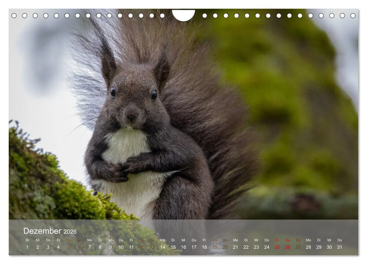 Bild: 9783457328118 | Bezaubernde Eichhörnchen (Wandkalender 2026 DIN A4 quer), CALVENDO...