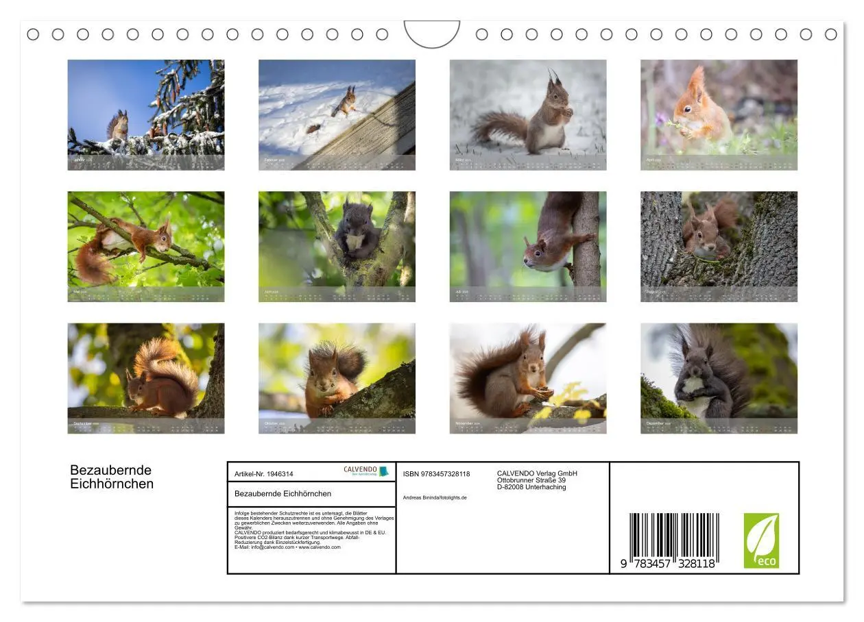 Bild: 9783457328118 | Bezaubernde Eichhörnchen (Wandkalender 2026 DIN A4 quer), CALVENDO...