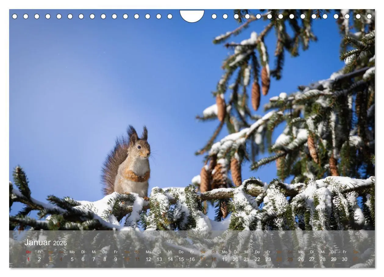Bild: 9783457328118 | Bezaubernde Eichhörnchen (Wandkalender 2026 DIN A4 quer), CALVENDO...
