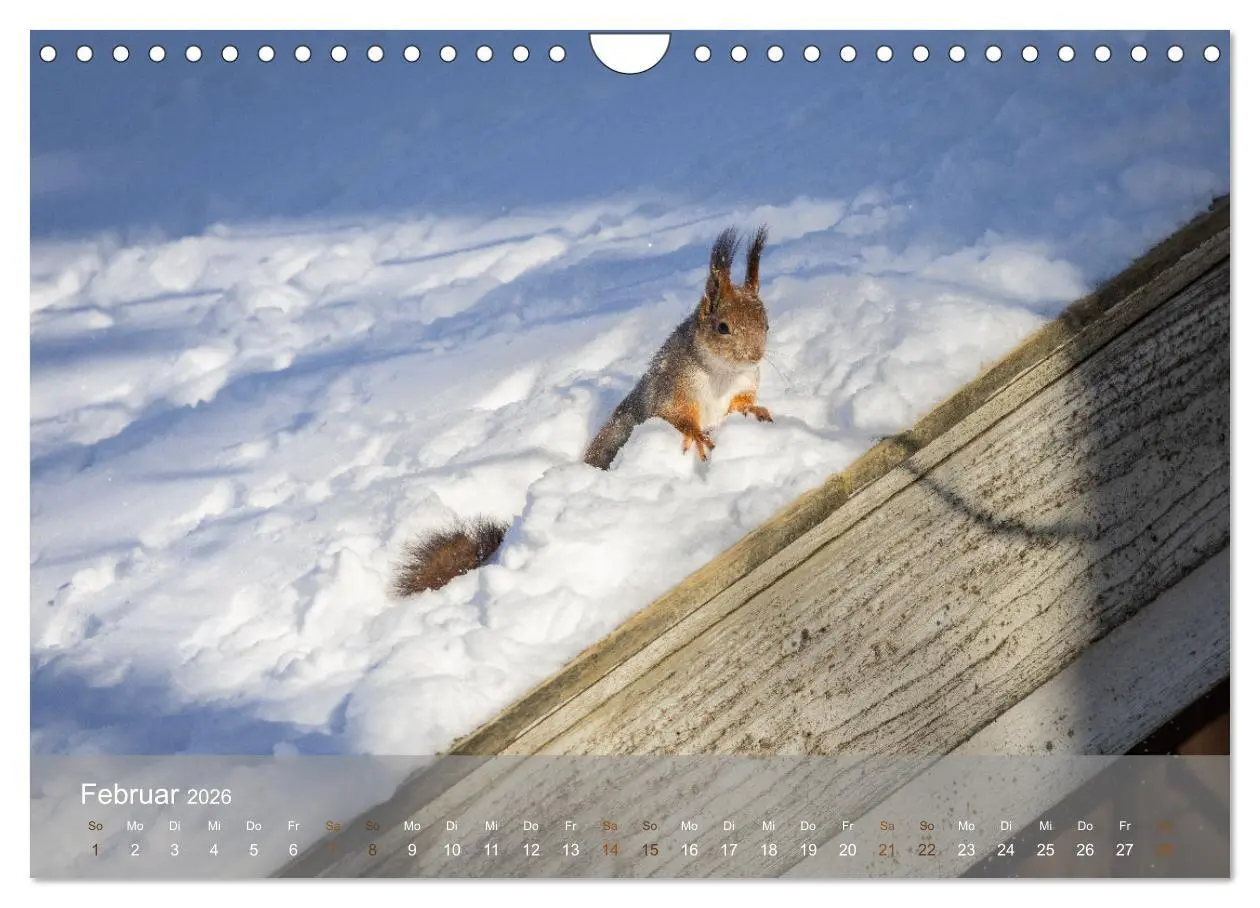 Bild: 9783457328118 | Bezaubernde Eichhörnchen (Wandkalender 2026 DIN A4 quer), CALVENDO...