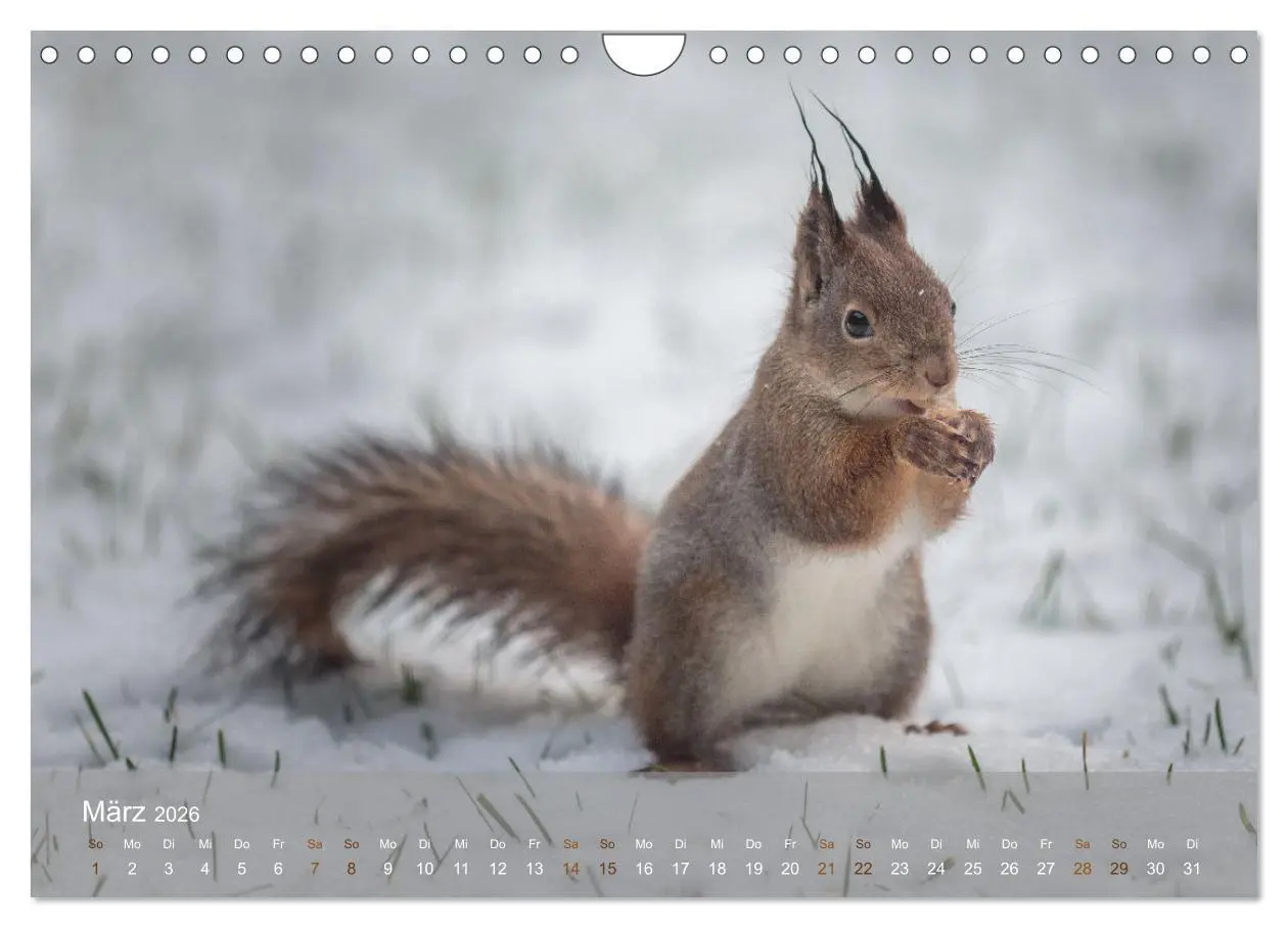 Bild: 9783457328118 | Bezaubernde Eichhörnchen (Wandkalender 2026 DIN A4 quer), CALVENDO...