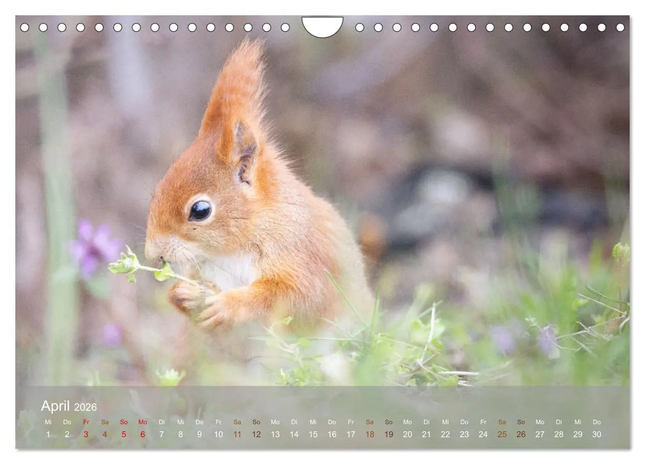 Bild: 9783457328118 | Bezaubernde Eichhörnchen (Wandkalender 2026 DIN A4 quer), CALVENDO...
