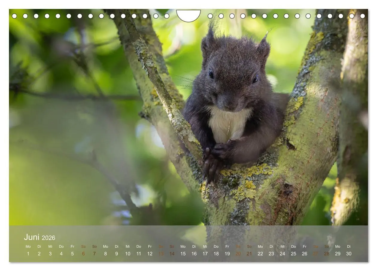 Bild: 9783457328118 | Bezaubernde Eichhörnchen (Wandkalender 2026 DIN A4 quer), CALVENDO...