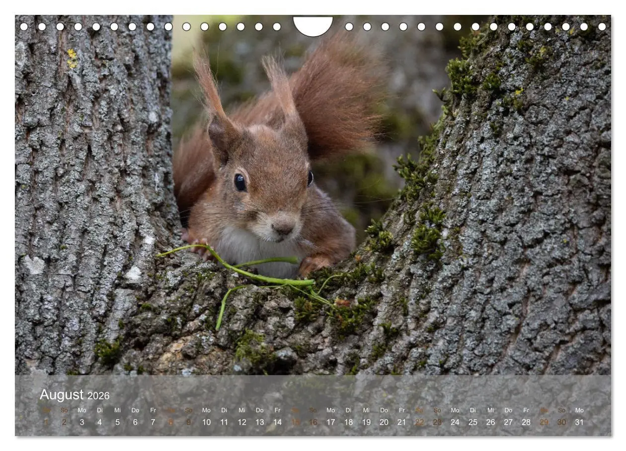 Bild: 9783457328118 | Bezaubernde Eichhörnchen (Wandkalender 2026 DIN A4 quer), CALVENDO...
