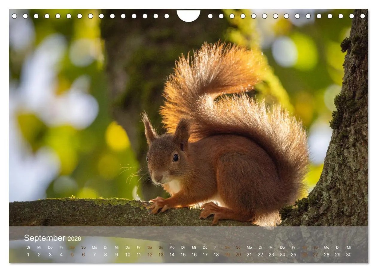 Bild: 9783457328118 | Bezaubernde Eichhörnchen (Wandkalender 2026 DIN A4 quer), CALVENDO...