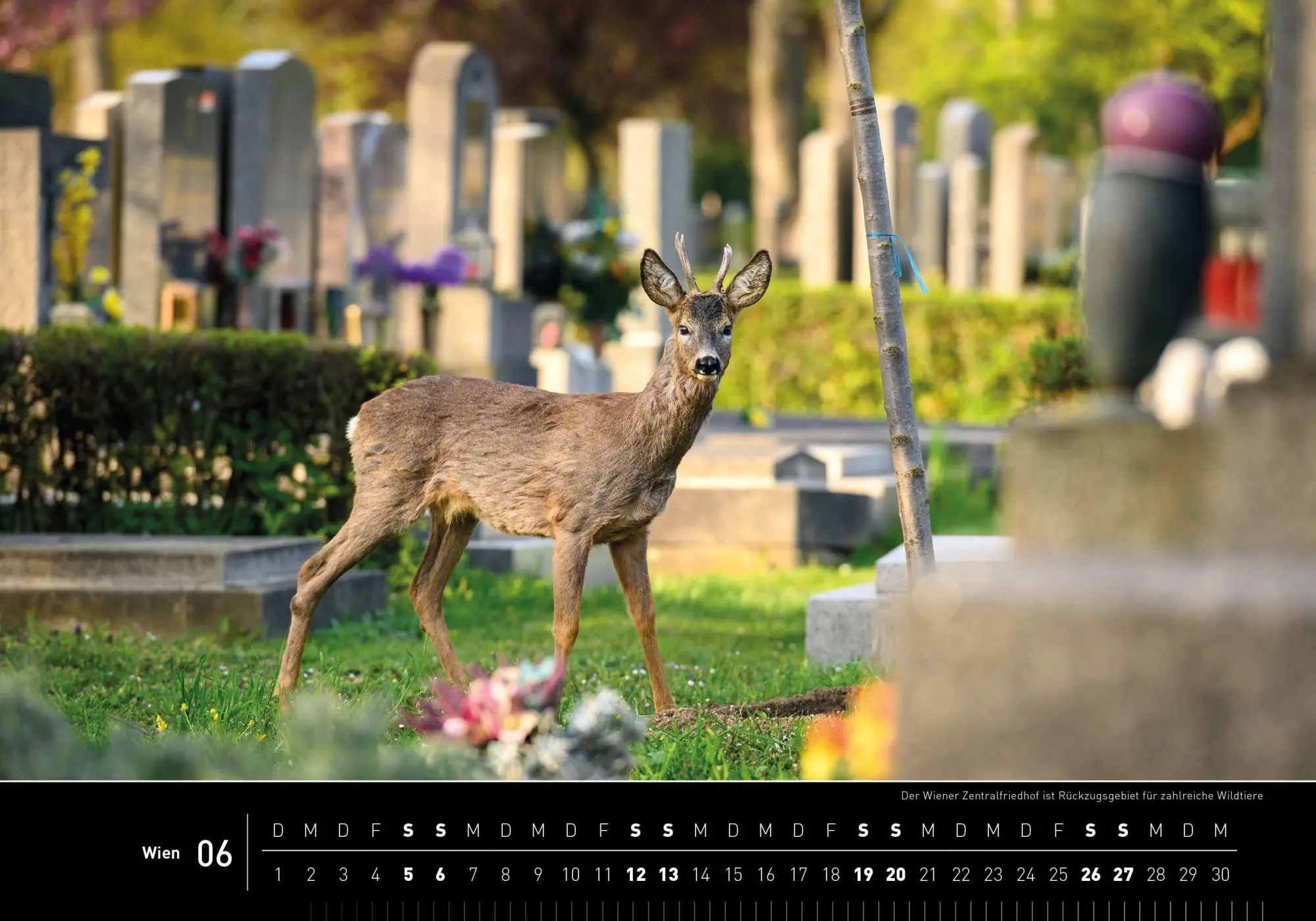 Bild: 9783968558318 | Wien Premiumkalender 2027 | Maria-Lisa Stelzel | Kalender | 14 S.