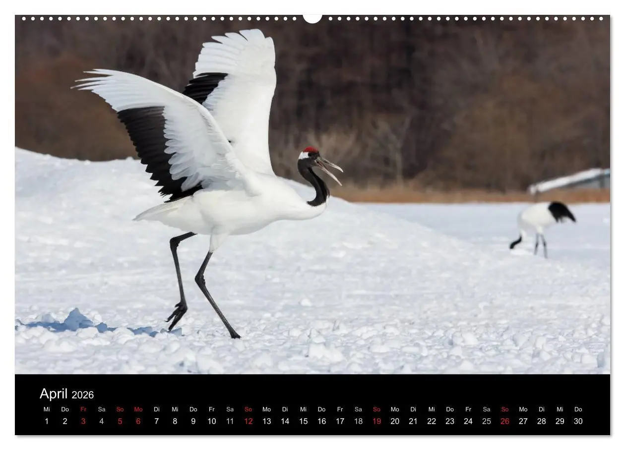 Bild: 9783516178418 | Mandschurenkraniche (hochwertiger Premium Wandkalender 2026 DIN A2...
