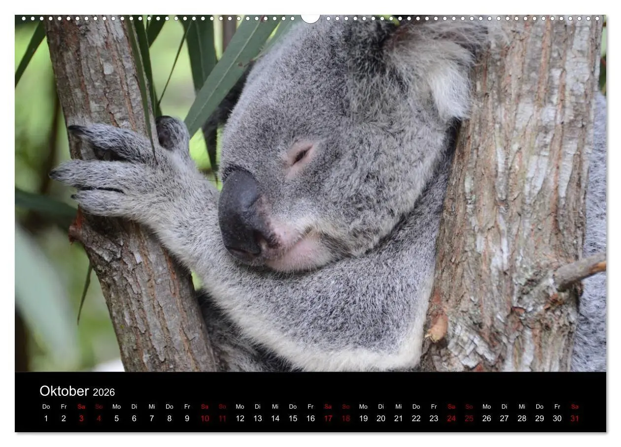 Bild: 9783457768518 | Australian Wildlife (hochwertiger Premium Wandkalender 2026 DIN A2...