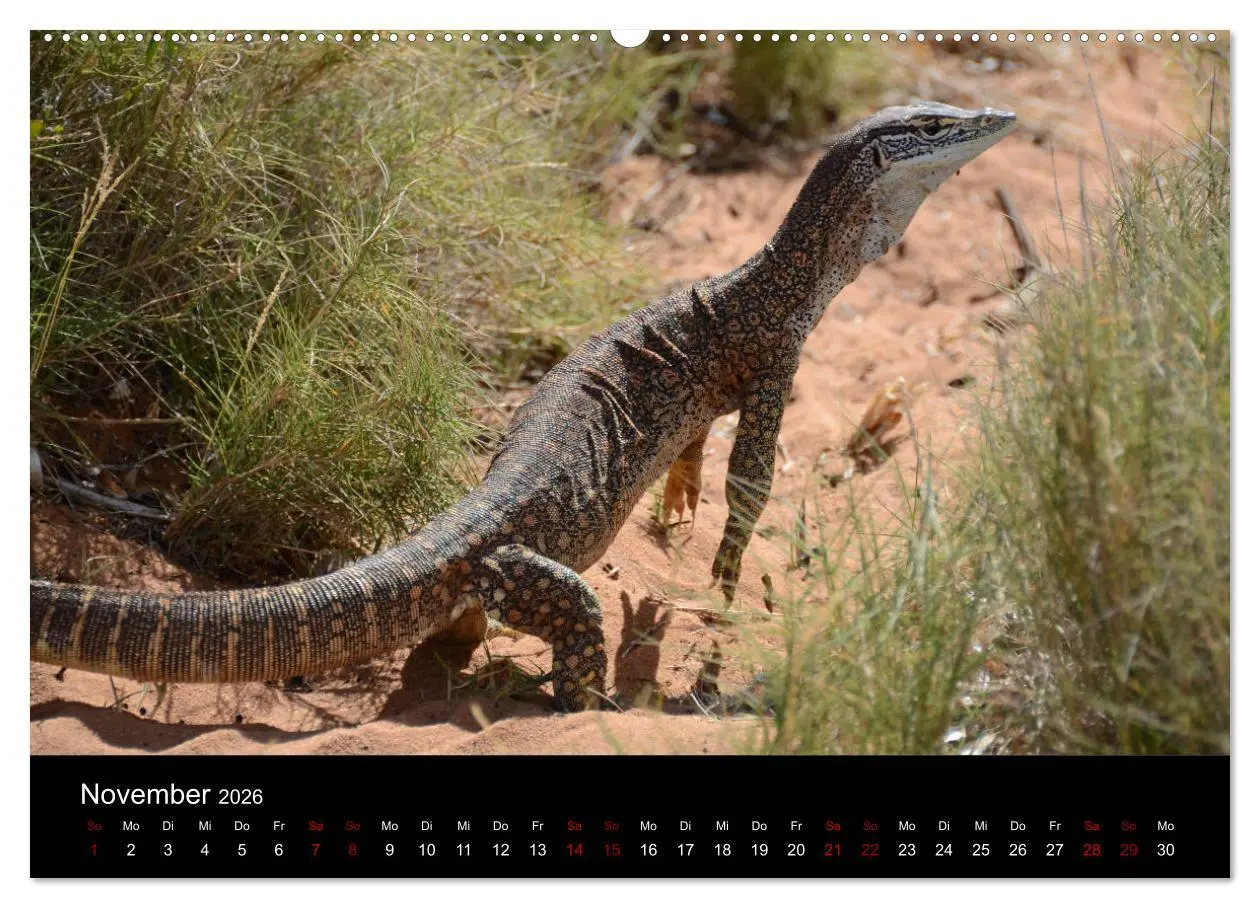 Bild: 9783457768518 | Australian Wildlife (hochwertiger Premium Wandkalender 2026 DIN A2...
