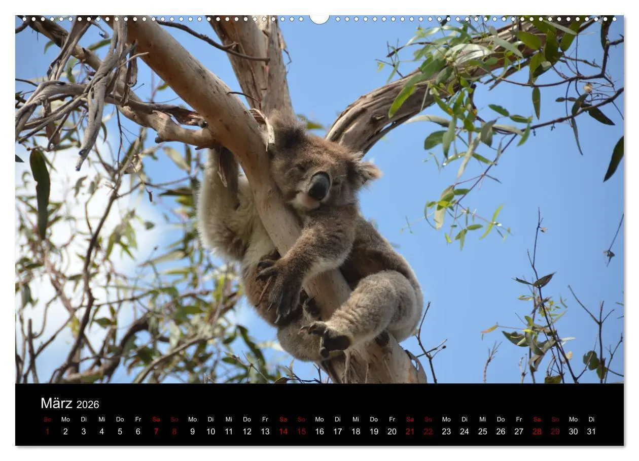 Bild: 9783457768518 | Australian Wildlife (hochwertiger Premium Wandkalender 2026 DIN A2...
