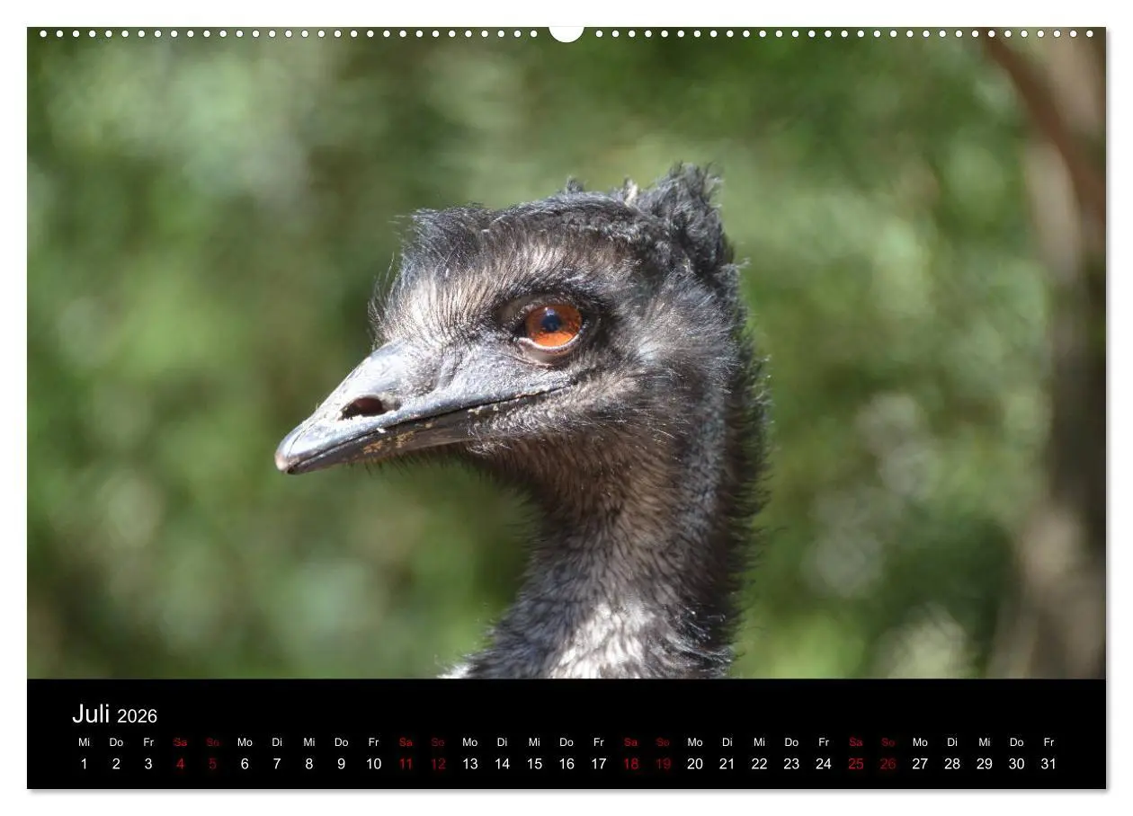 Bild: 9783457768518 | Australian Wildlife (hochwertiger Premium Wandkalender 2026 DIN A2...