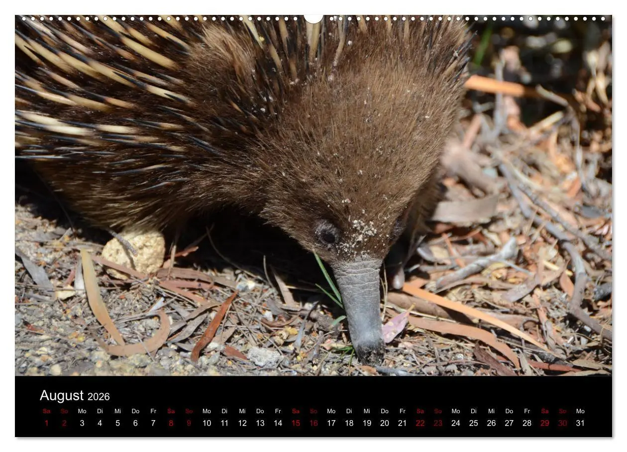 Bild: 9783457768518 | Australian Wildlife (hochwertiger Premium Wandkalender 2026 DIN A2...