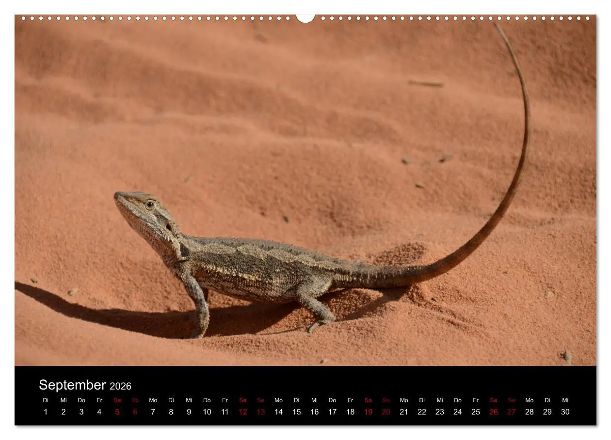 Bild: 9783457768518 | Australian Wildlife (hochwertiger Premium Wandkalender 2026 DIN A2...