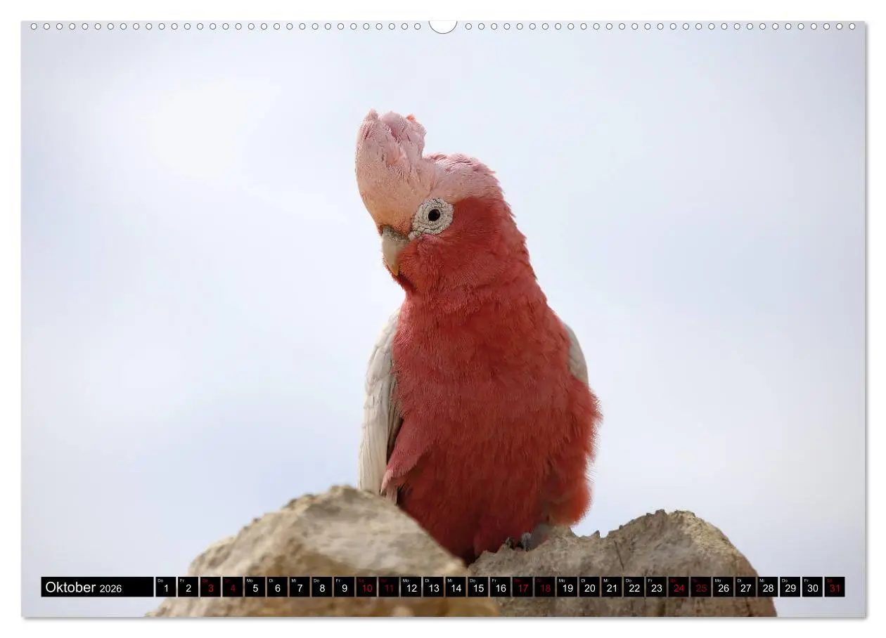 Bild: 9783457838518 | West-Australien (Wandkalender 2026 DIN A2 quer), CALVENDO...