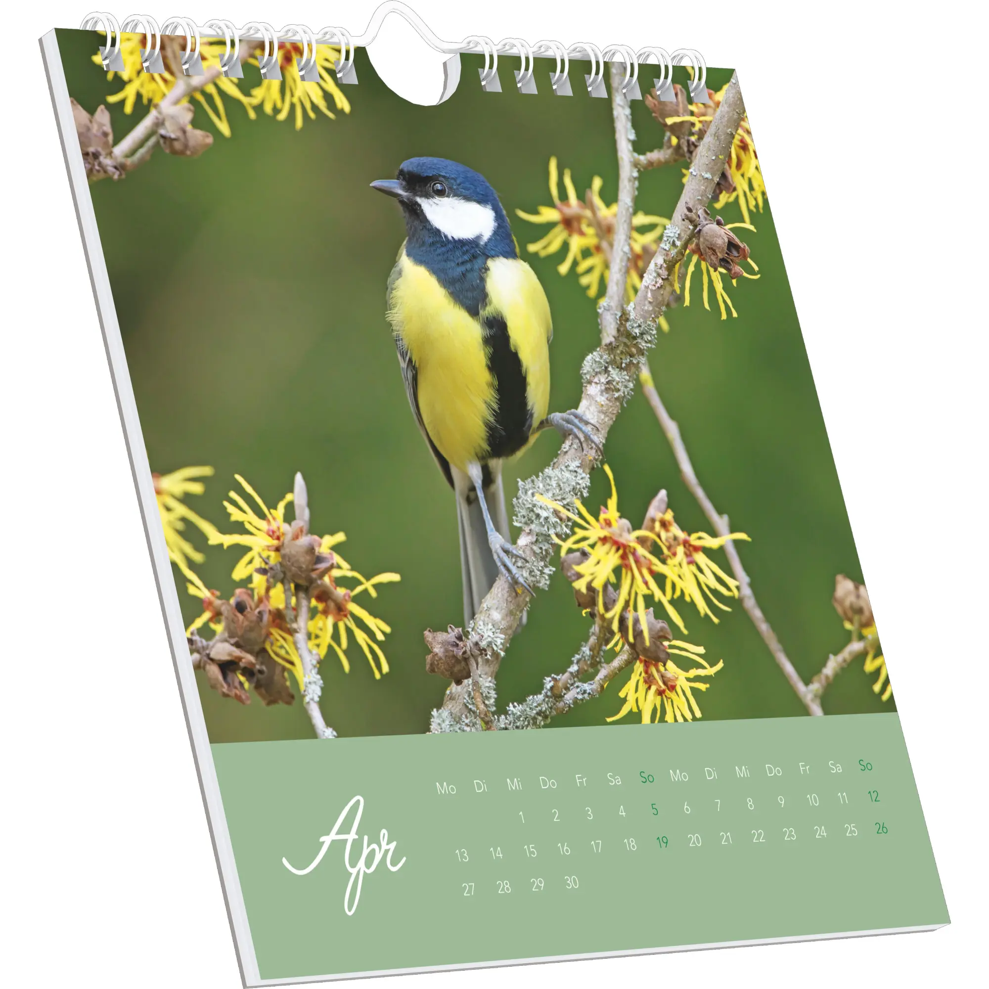 Bild: 4069095008618 | Vögel in unserem Garten 2026 - Postkartenkalender 16x17 cm | Kalender