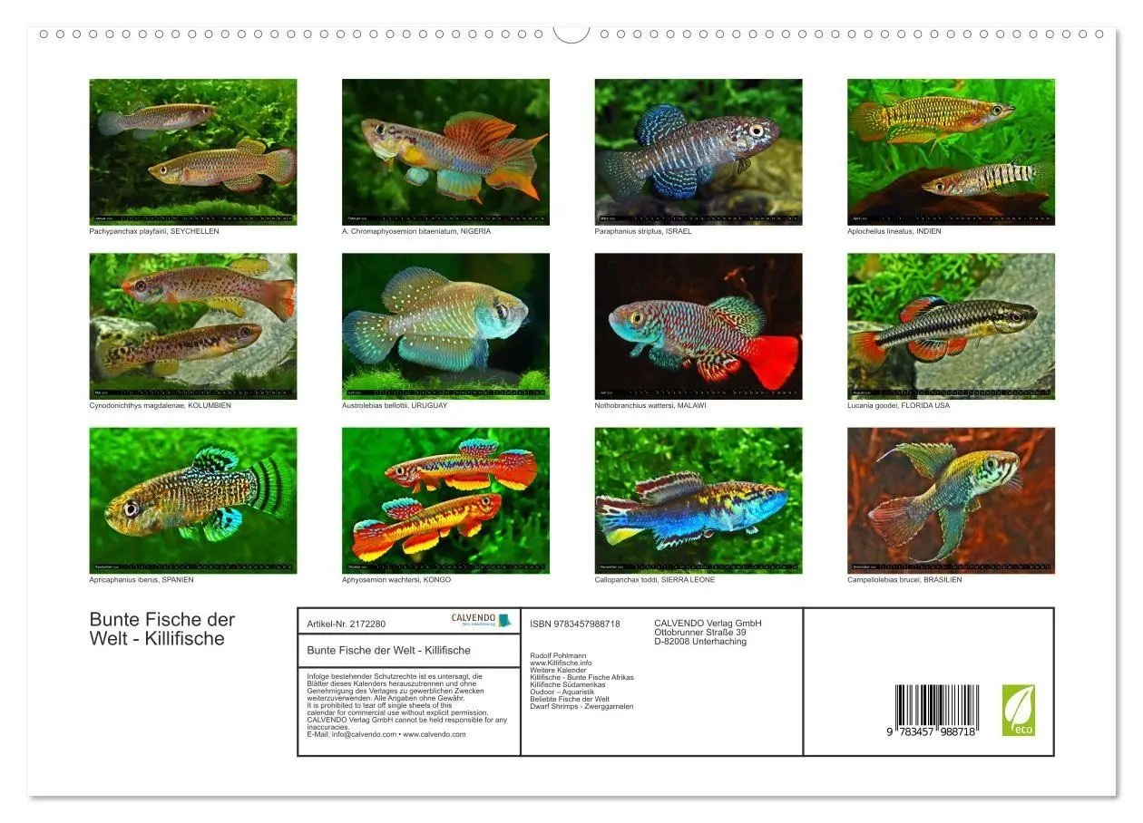 Bild: 9783457988718 | Bunte Fische der Welt - Killifische (hochwertiger Premium...