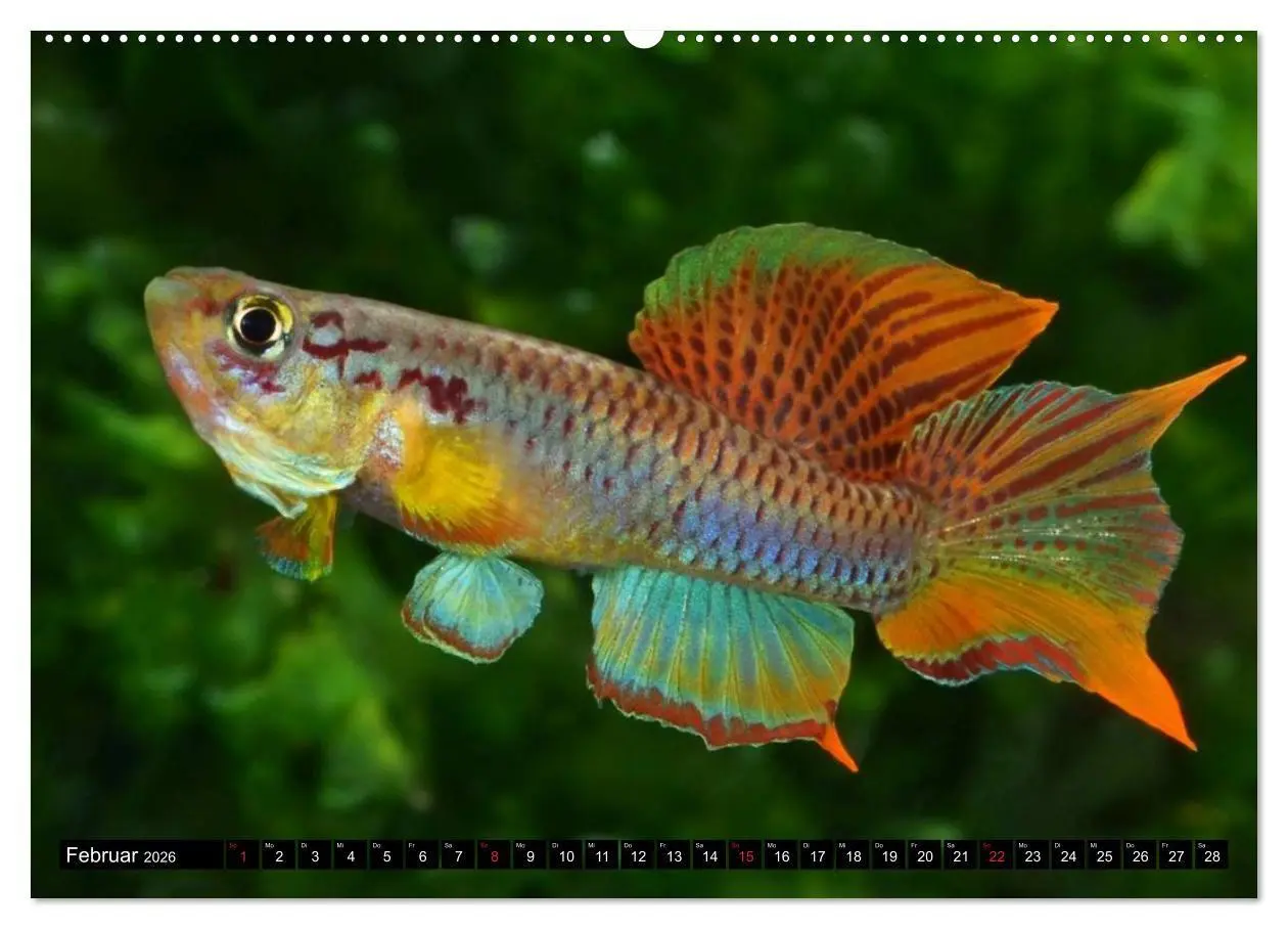 Bild: 9783457988718 | Bunte Fische der Welt - Killifische (hochwertiger Premium...
