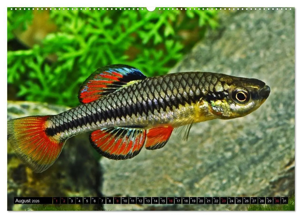 Bild: 9783457988718 | Bunte Fische der Welt - Killifische (hochwertiger Premium...