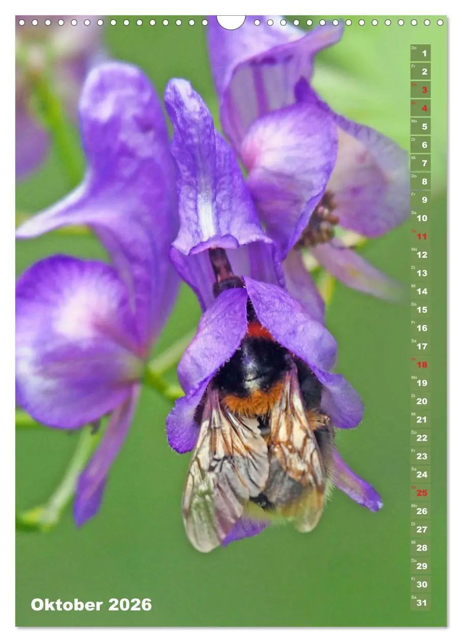Bild: 9783516378818 | Blossom Love, von Bienen und Hummeln (Wandkalender 2026 DIN A3...