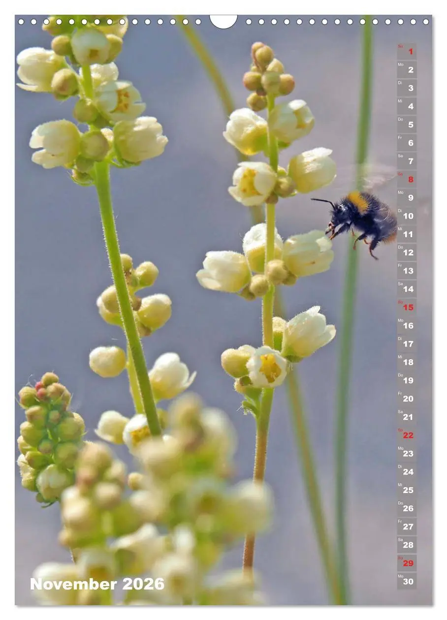 Bild: 9783516378818 | Blossom Love, von Bienen und Hummeln (Wandkalender 2026 DIN A3...