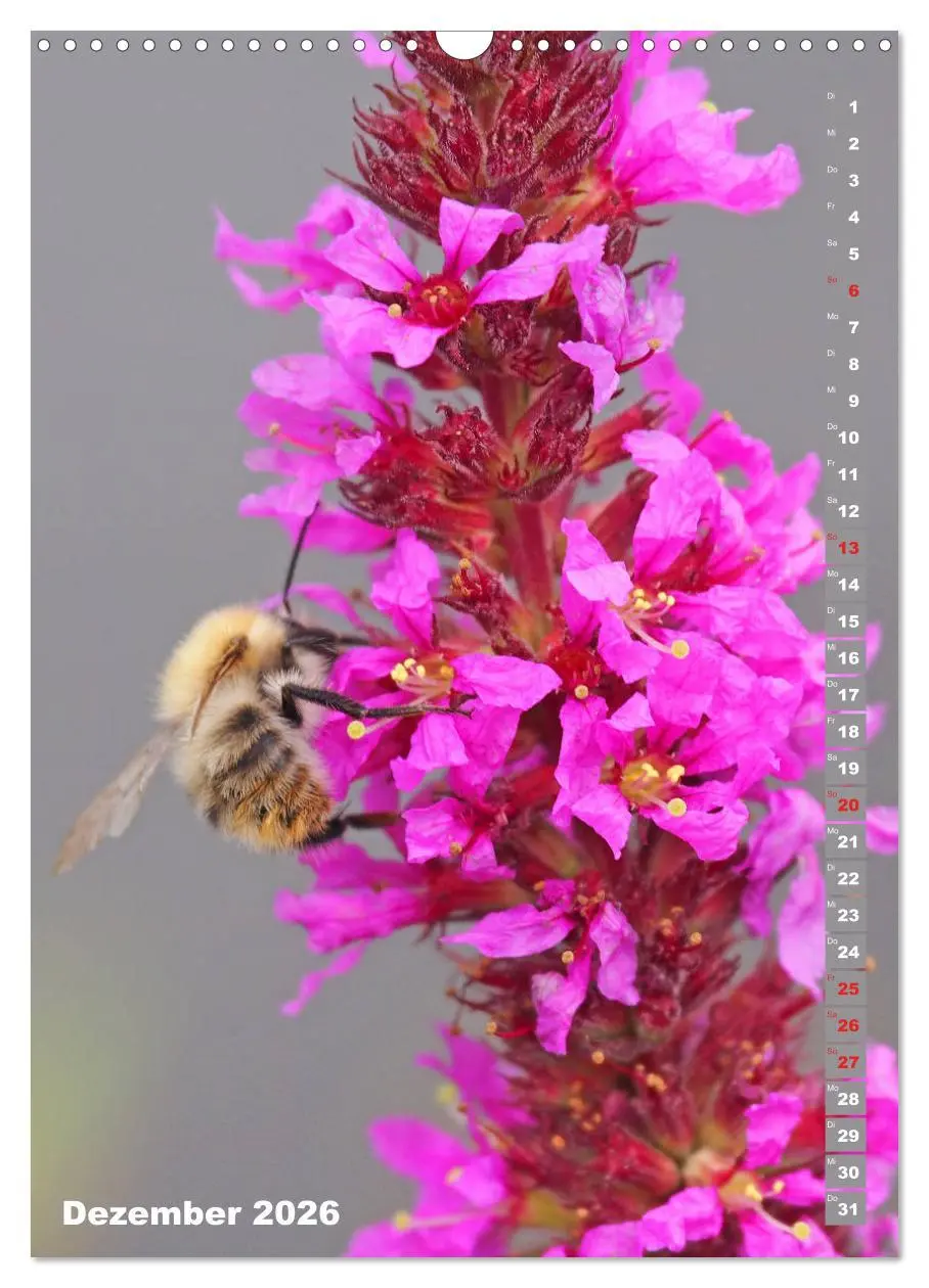 Bild: 9783516378818 | Blossom Love, von Bienen und Hummeln (Wandkalender 2026 DIN A3...