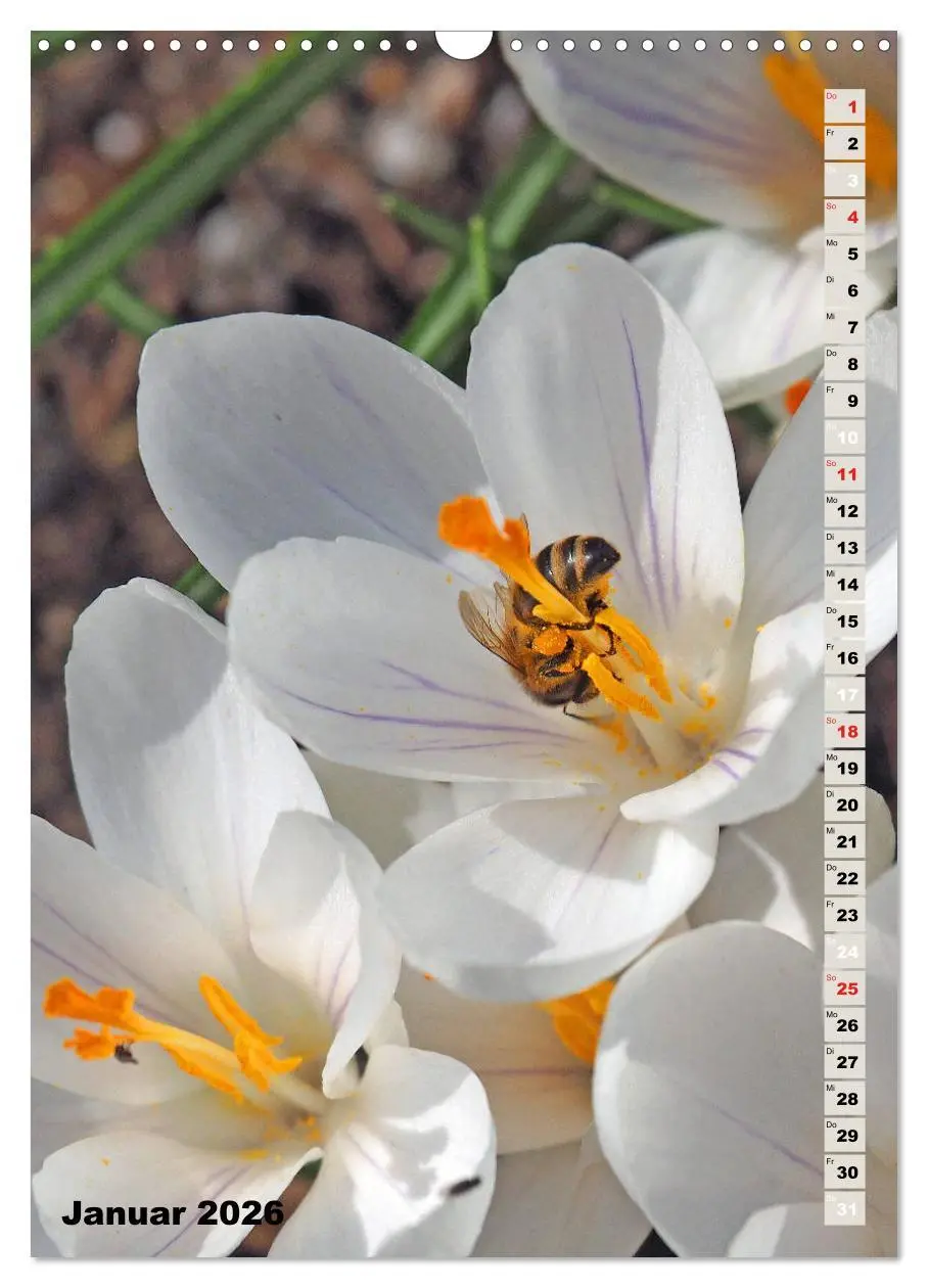 Bild: 9783516378818 | Blossom Love, von Bienen und Hummeln (Wandkalender 2026 DIN A3...