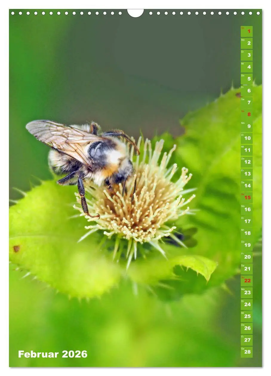 Bild: 9783516378818 | Blossom Love, von Bienen und Hummeln (Wandkalender 2026 DIN A3...