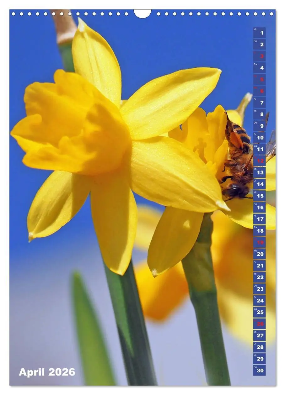 Bild: 9783516378818 | Blossom Love, von Bienen und Hummeln (Wandkalender 2026 DIN A3...