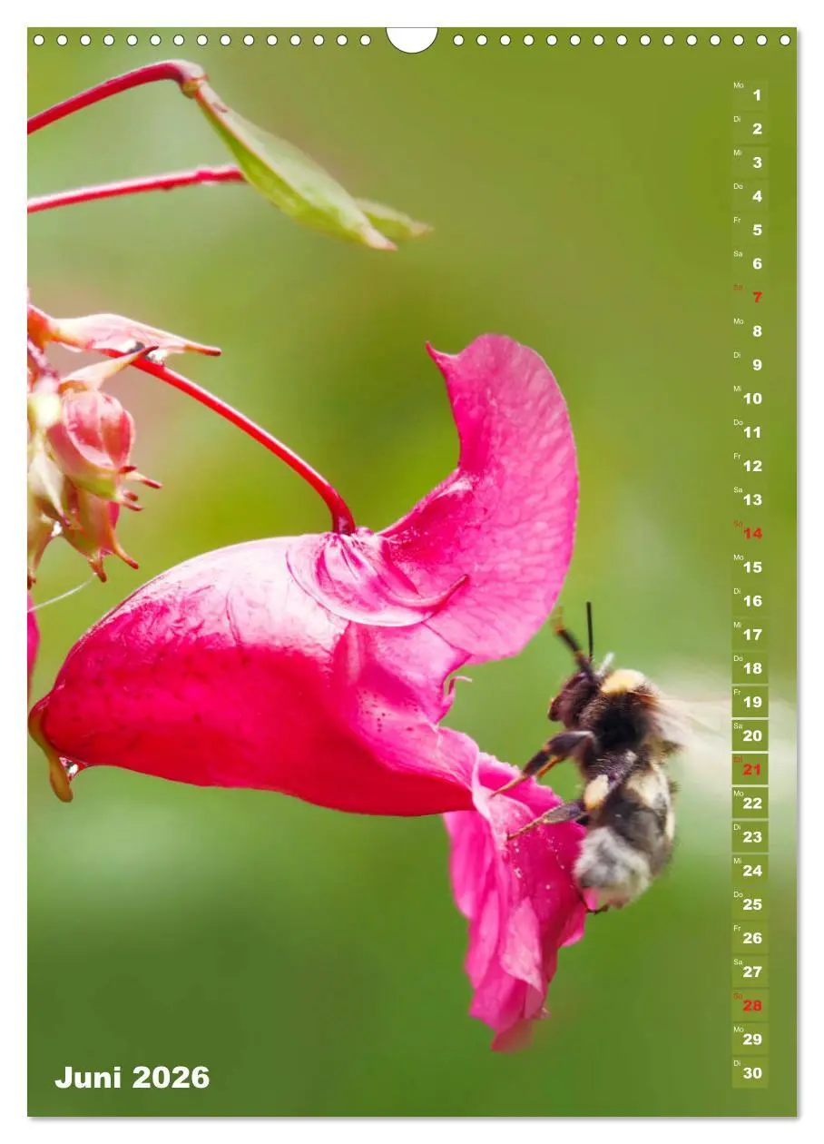 Bild: 9783516378818 | Blossom Love, von Bienen und Hummeln (Wandkalender 2026 DIN A3...