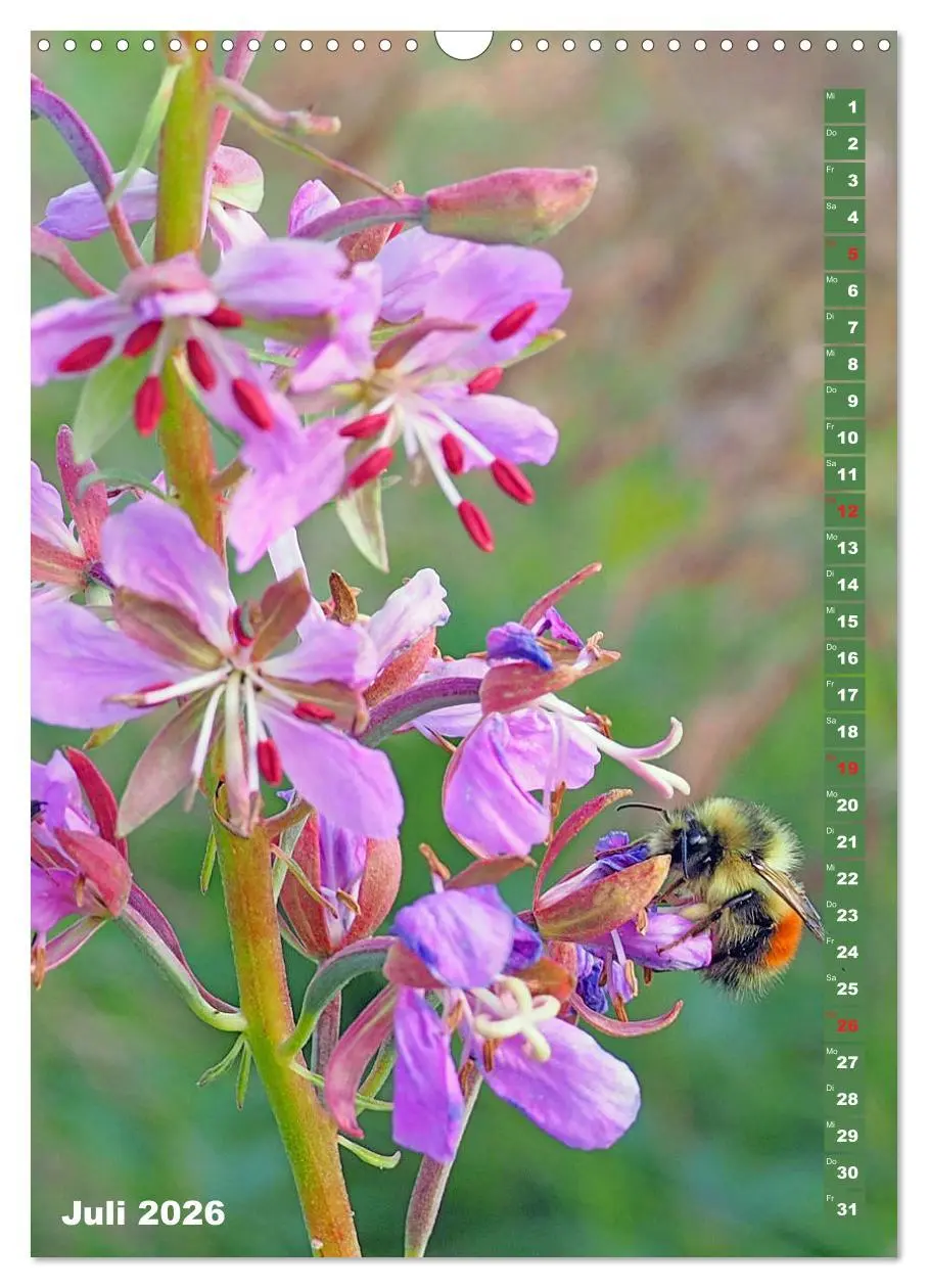 Bild: 9783516378818 | Blossom Love, von Bienen und Hummeln (Wandkalender 2026 DIN A3...