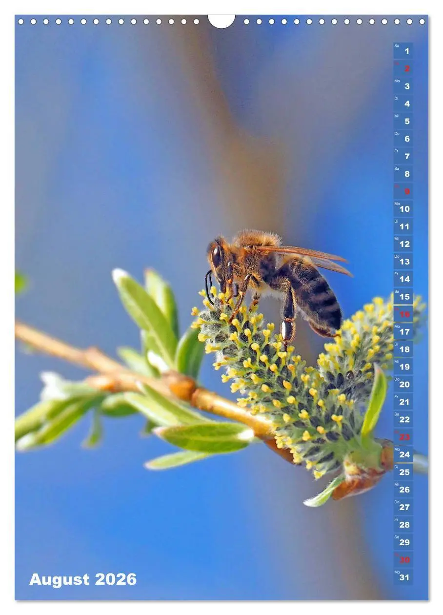Bild: 9783516378818 | Blossom Love, von Bienen und Hummeln (Wandkalender 2026 DIN A3...