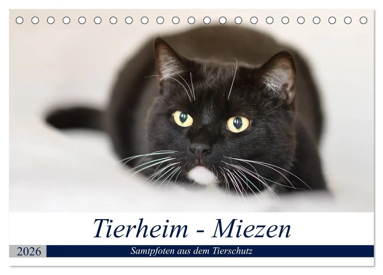 Cover: 9783516019018 | Tierheim - Miezen (Tischkalender 2026 DIN A5 quer), CALVENDO...