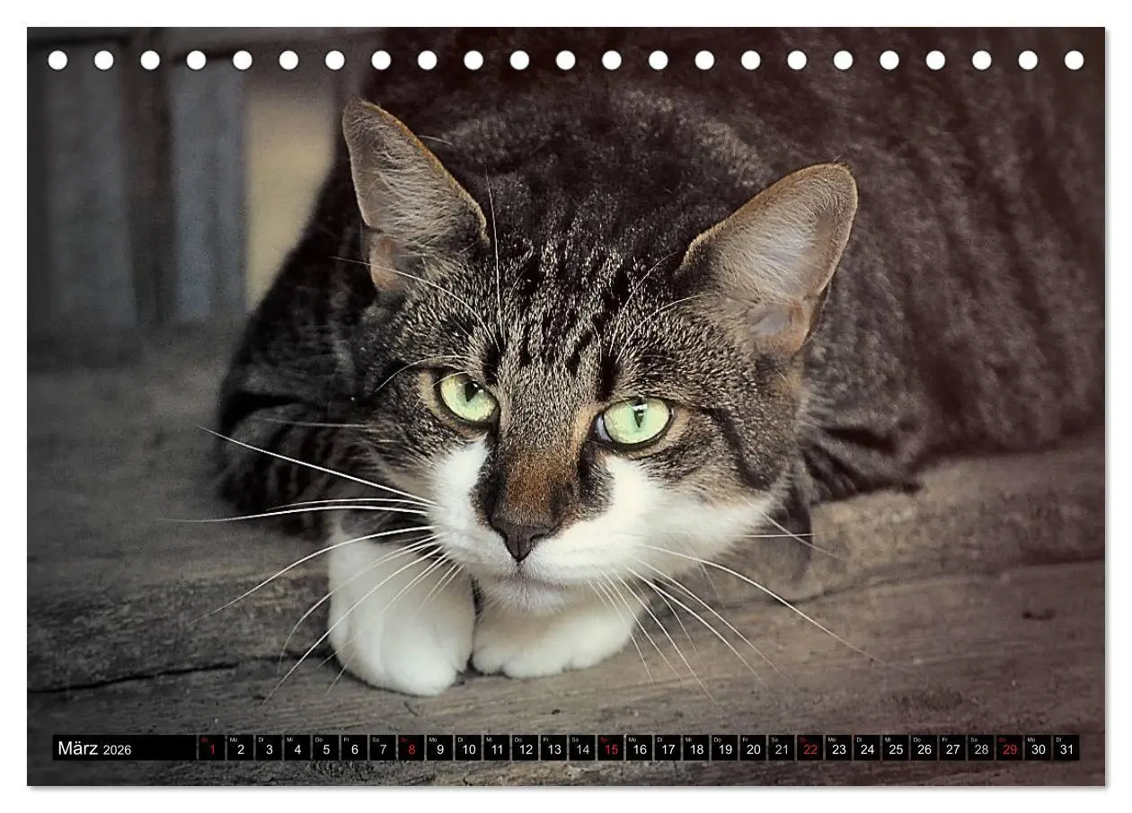 Bild: 9783516019018 | Tierheim - Miezen (Tischkalender 2026 DIN A5 quer), CALVENDO...