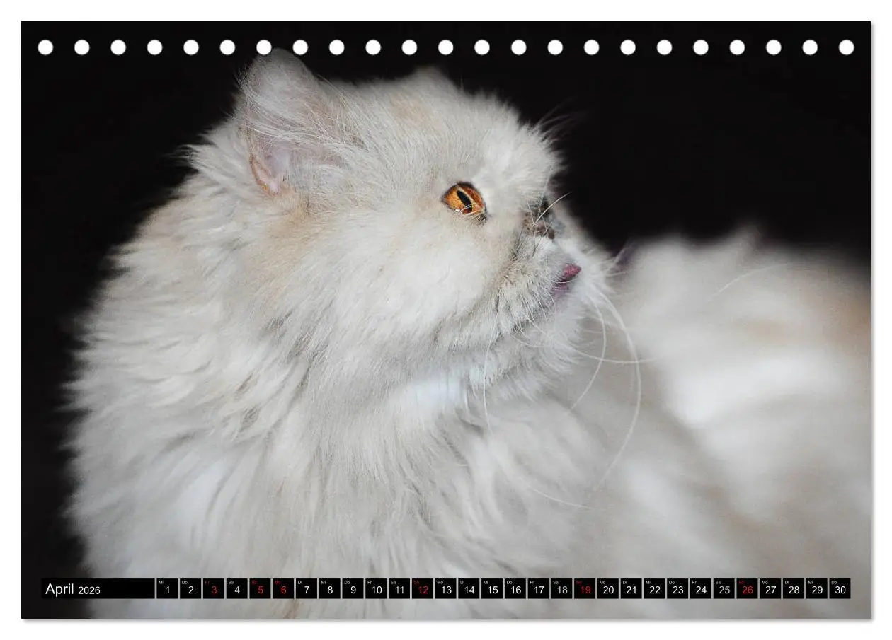 Bild: 9783516019018 | Tierheim - Miezen (Tischkalender 2026 DIN A5 quer), CALVENDO...
