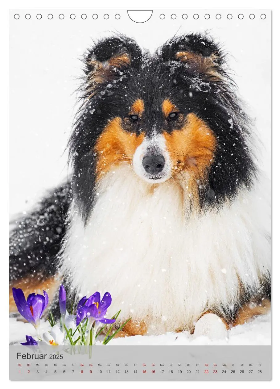 Bild: 9783457159118 | Traumhund Collie - Liebe auf vier Pfoten (Wandkalender 2025 DIN A4...