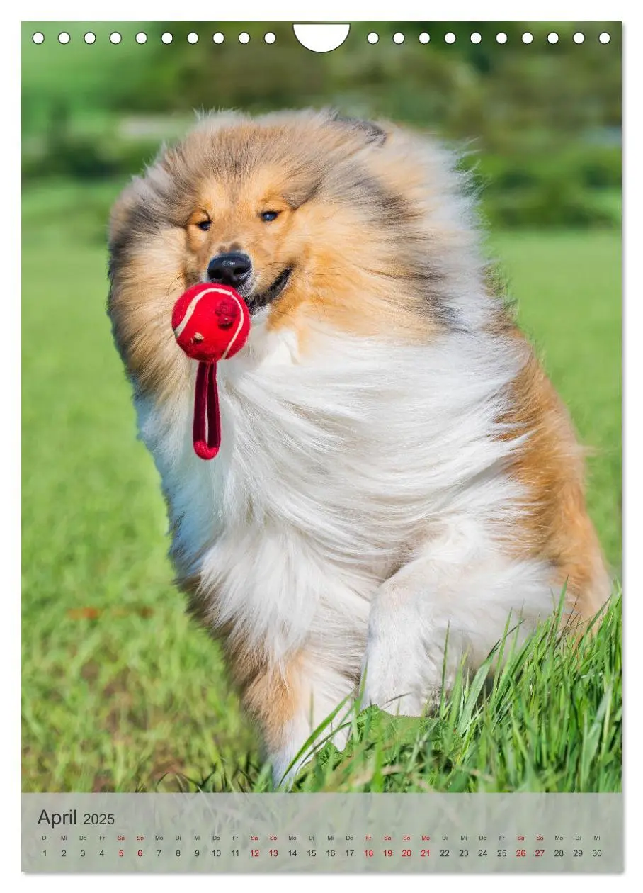 Bild: 9783457159118 | Traumhund Collie - Liebe auf vier Pfoten (Wandkalender 2025 DIN A4...