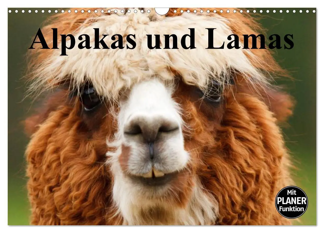 Cover: 9783516009118 | Alpakas und Lamas (Wandkalender 2026 DIN A3 quer), CALVENDO...