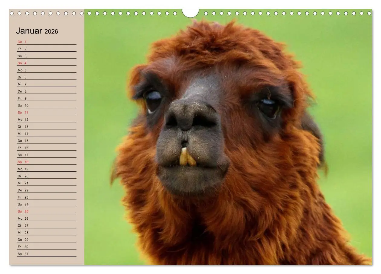 Bild: 9783516009118 | Alpakas und Lamas (Wandkalender 2026 DIN A3 quer), CALVENDO...