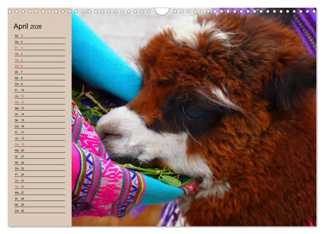 Bild: 9783516009118 | Alpakas und Lamas (Wandkalender 2026 DIN A3 quer), CALVENDO...