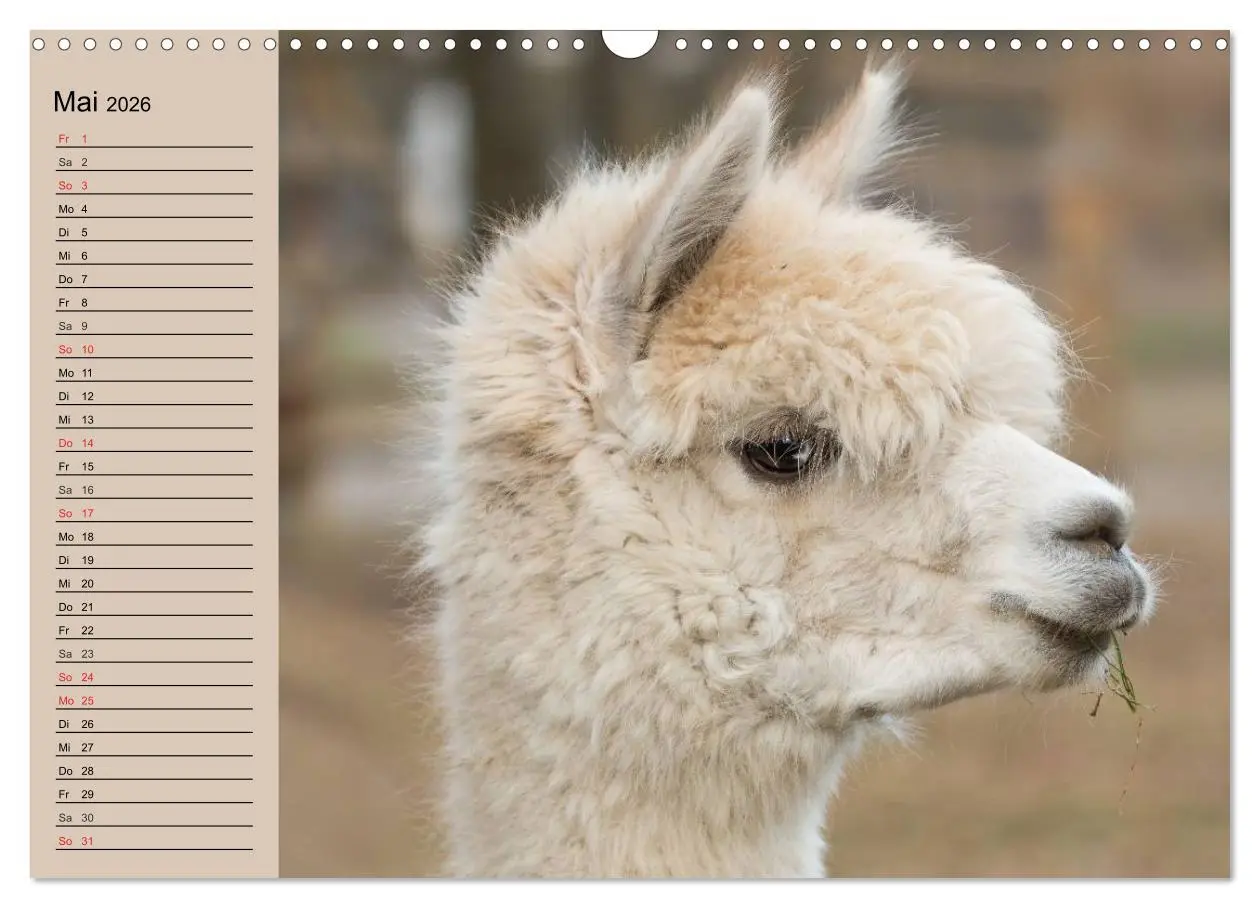 Bild: 9783516009118 | Alpakas und Lamas (Wandkalender 2026 DIN A3 quer), CALVENDO...