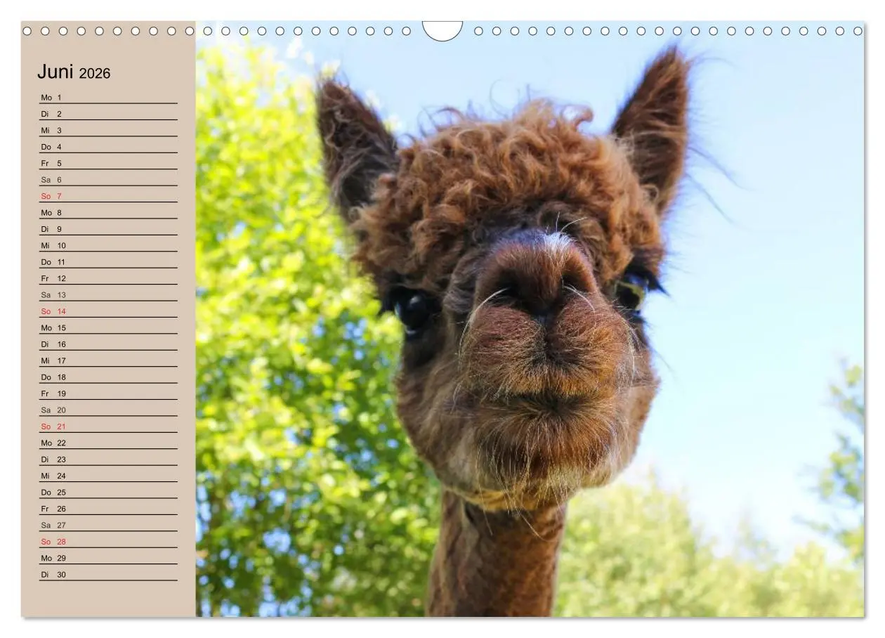 Bild: 9783516009118 | Alpakas und Lamas (Wandkalender 2026 DIN A3 quer), CALVENDO...