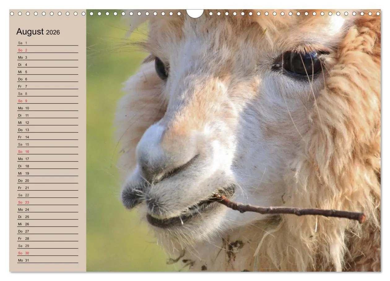 Bild: 9783516009118 | Alpakas und Lamas (Wandkalender 2026 DIN A3 quer), CALVENDO...