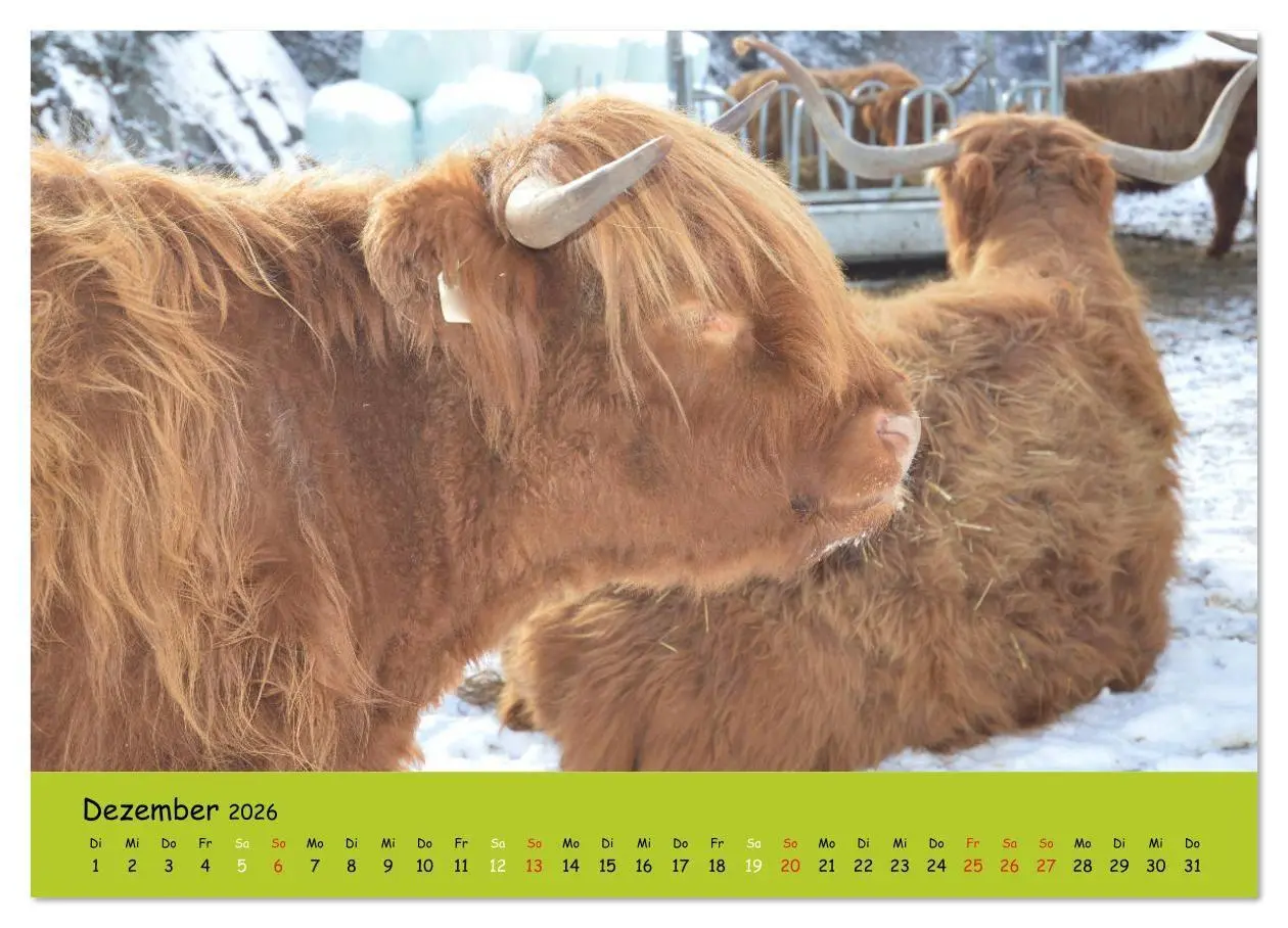 Bild: 9783516629118 | Kühe - Schönheiten der Alpen (hochwertiger Premium Wandkalender...